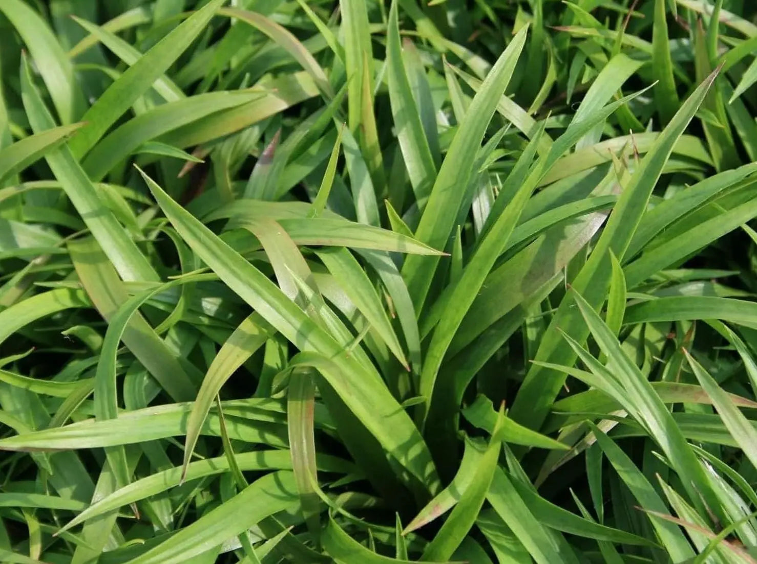 Ziergras Luzula sylvatica, Wald-Marbel, grüne Blätter, Stauden Gänge, natürliches Ziergras für Garten und Beete