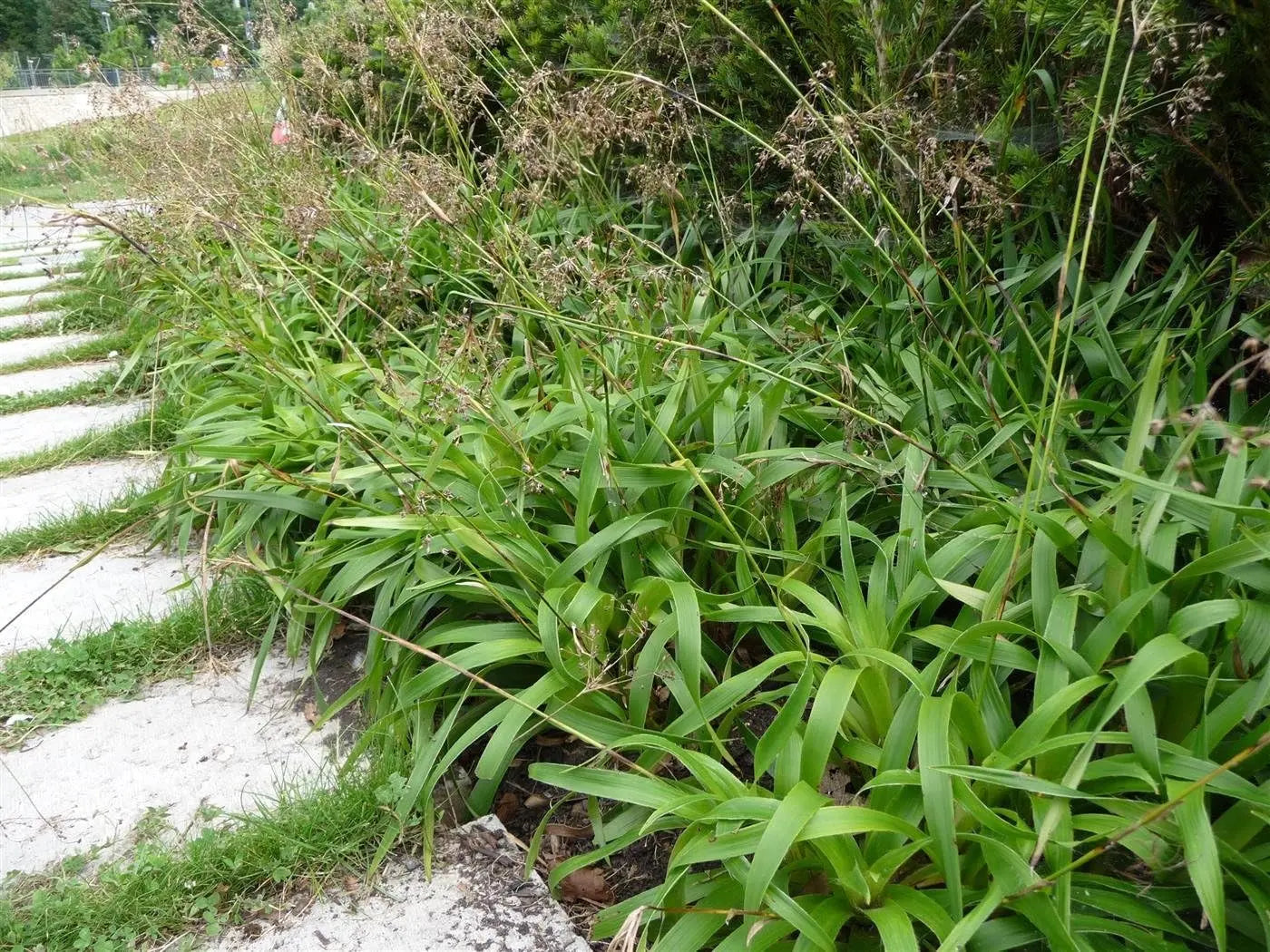 Ziergras Luzula sylvatica Wald-Marbel von Stauden Gänge, grünes Laub und schmalblättrige Wuchsform, dekoratives Gartengehölz.