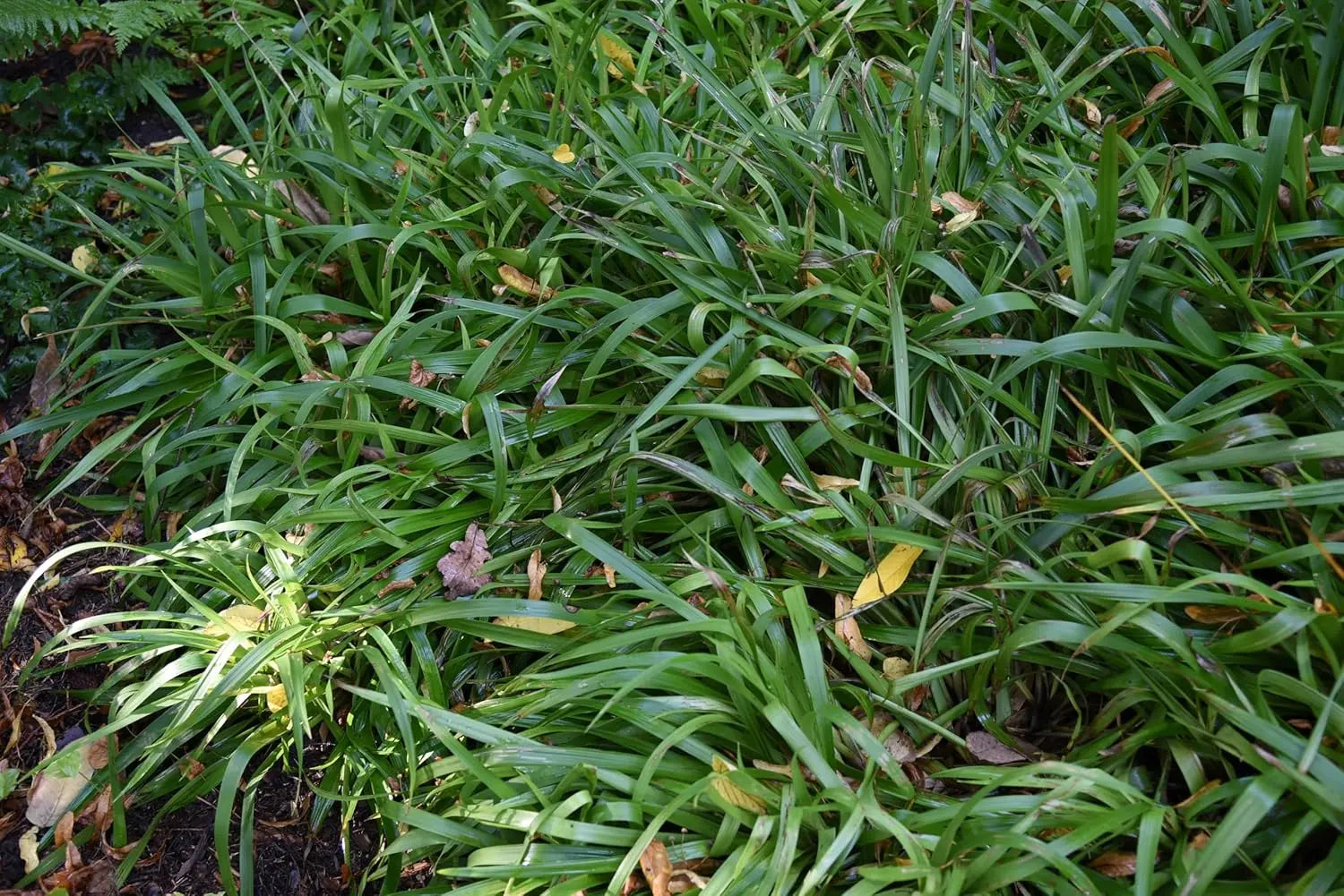 Luzula sylvatica, Wald-Marbel, Ziergras von Stauden Gänge, grüne Blätter und zarte Blüten, auf Gartenboden wachsend