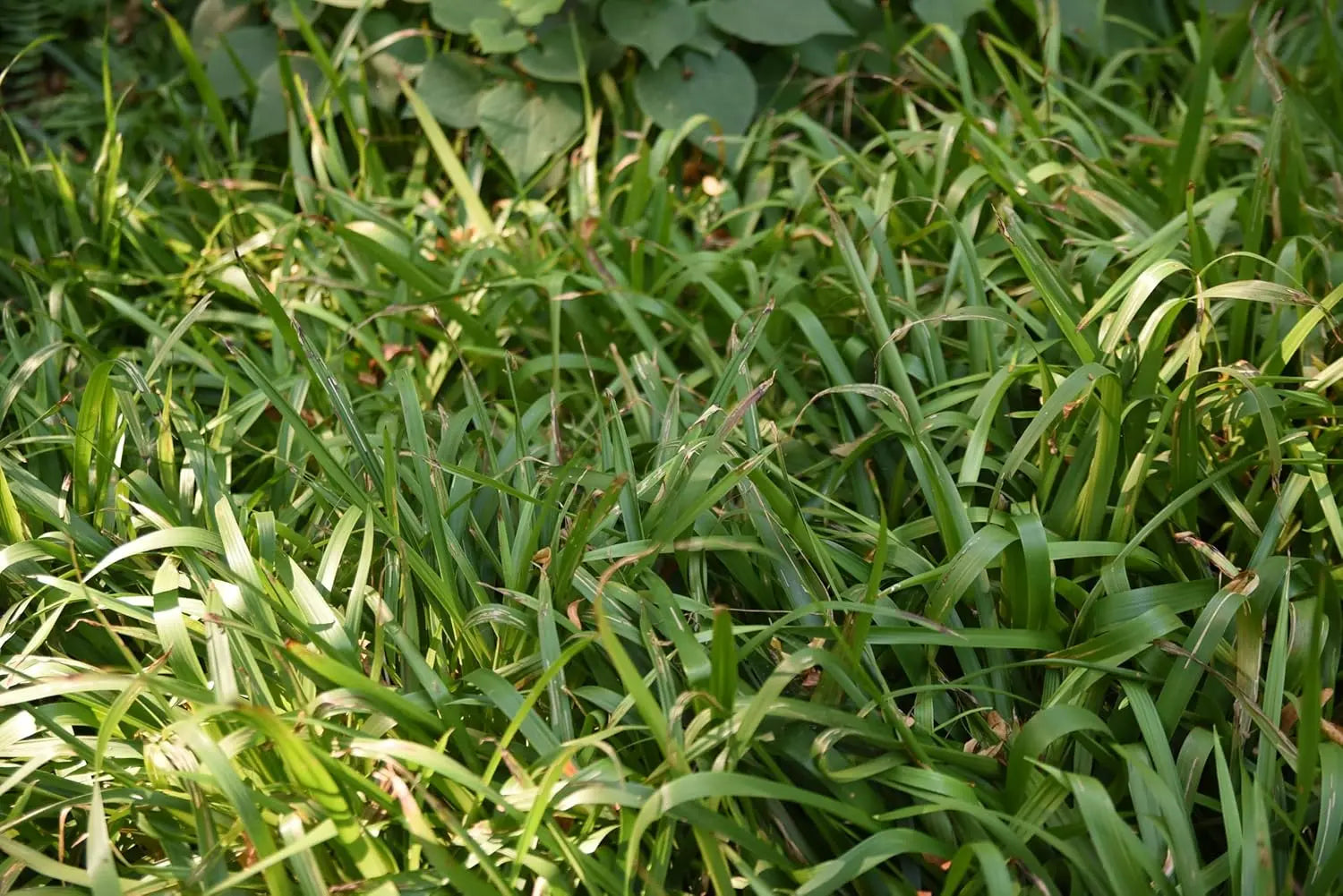 Ziergras Luzula sylvatica, Wald-Marbel, mit grünen Blättern, von Stauden Gänge, Nahaufnahme im Garten.