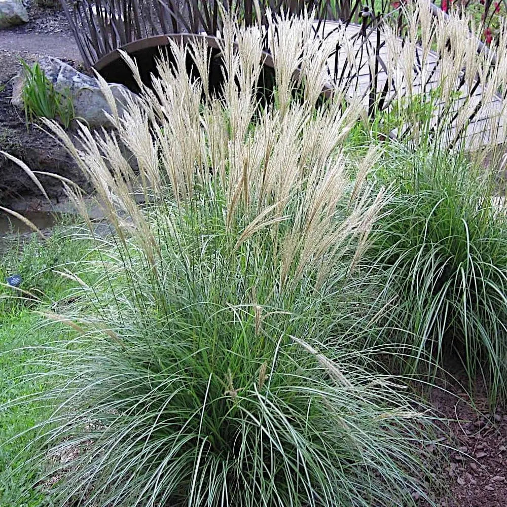 Ziergras Miscanthus sinensis 'Adagio' vom Hersteller Stauden Gänge, dichtes, silbriges Laub, ideal für Garten und Beet