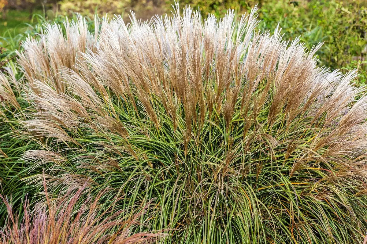 Ziergras Miscanthus sinensis 'Adagio', Zwerg-Chinaschilf von Stauden Gänge, mit schmalen, grün-silbrigen Blättern.