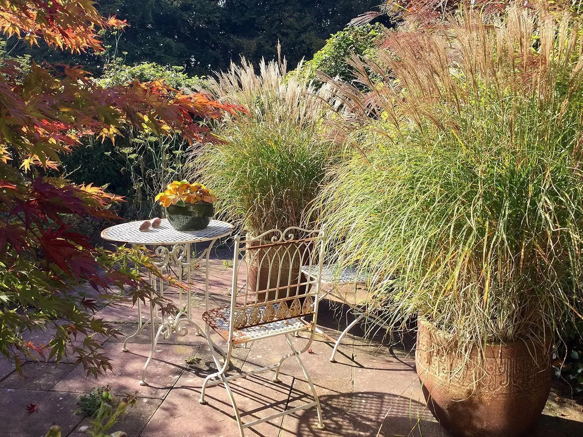 Ziergras Miscanthus sinensis 'Adagio' von Stauden Gänge, kleines Chinaschilf mit langen, schmalen Blättern und feinen Halmen.