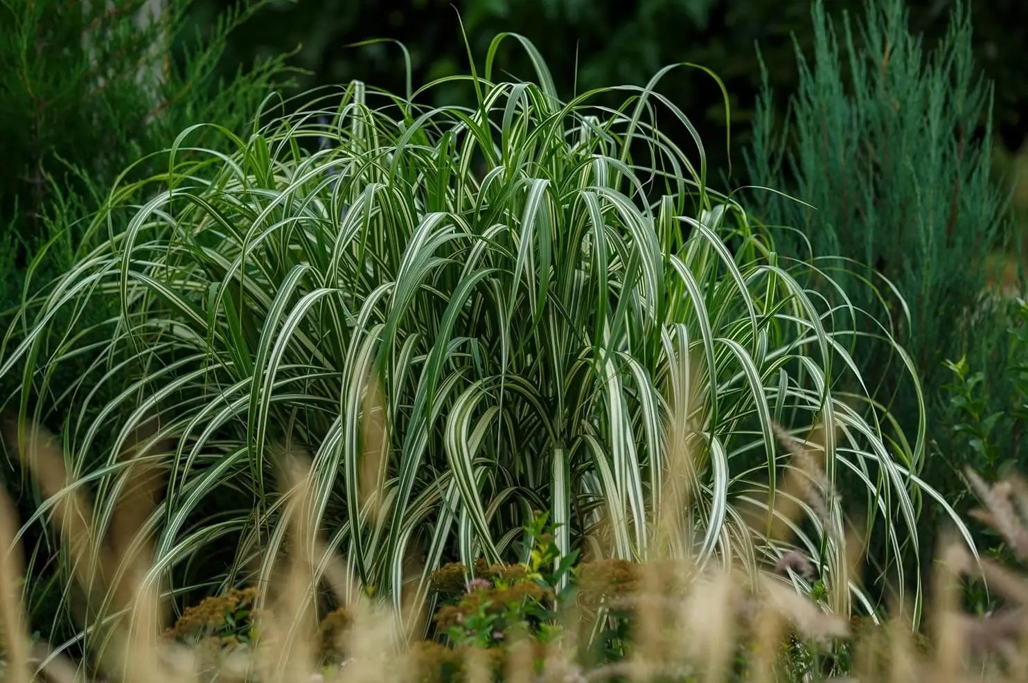 Buntes großes Chinaschilf Miscanthus sinensis 'Cabaret' als Ziergras mit farbenfrohen Blättern, Stauden Gänge