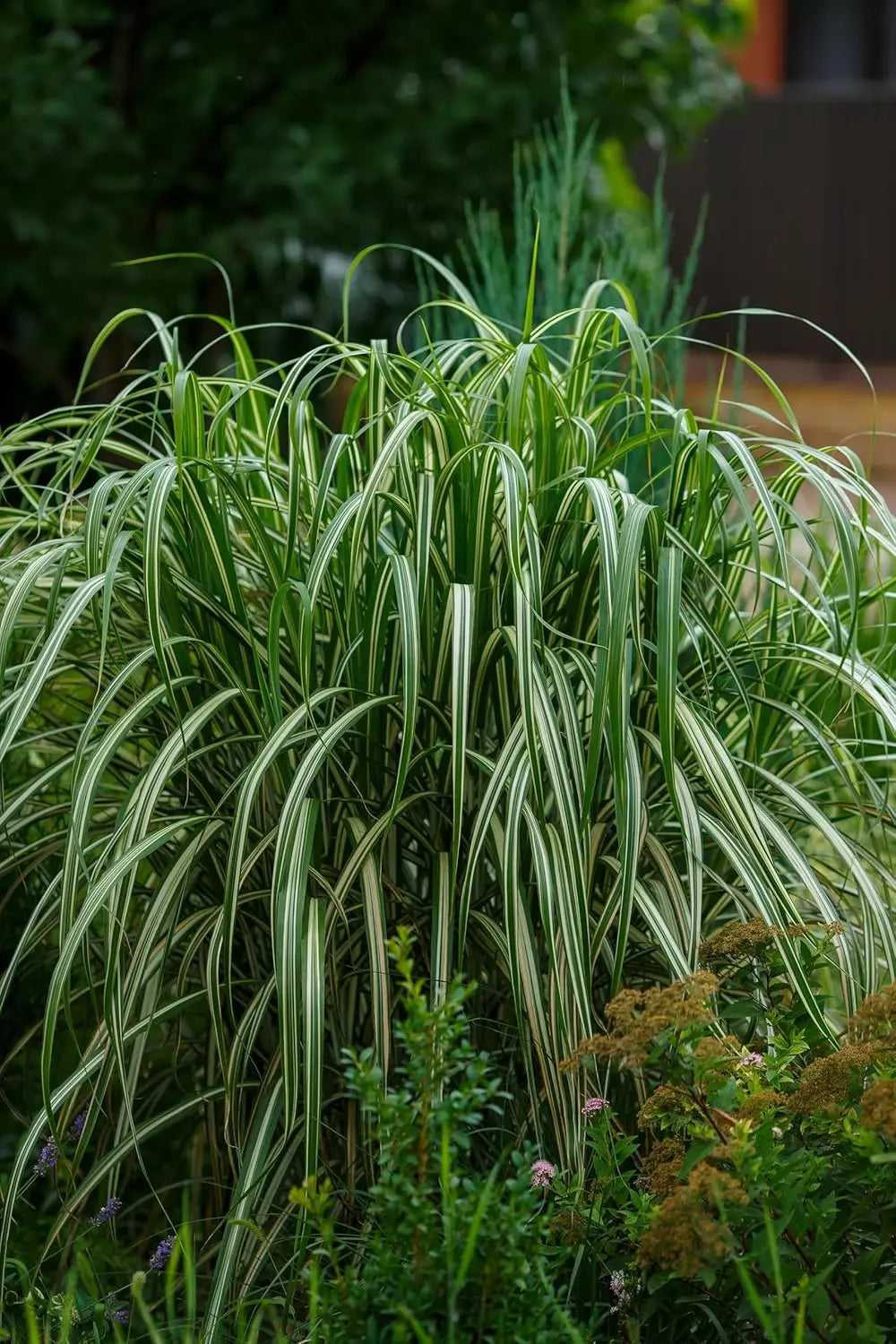 Buntes großes Chinaschilf Miscanthus sinensis 'Cabaret' als Ziergras, mit bunten, hohen Gräsern im Garten.
