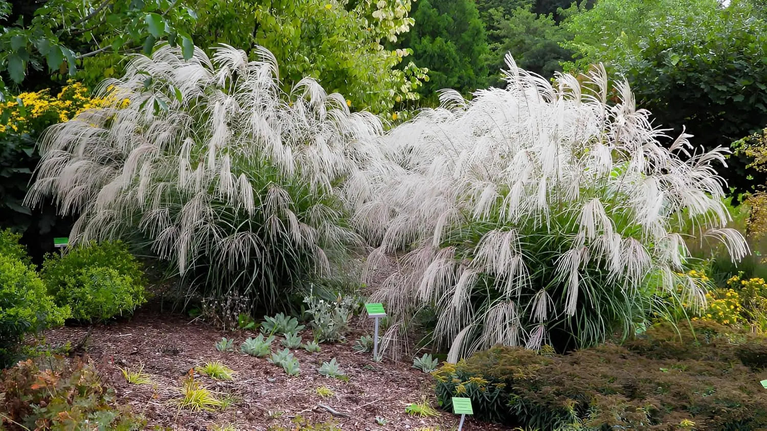 Ziergras Miscanthus sinensis 'Champagner' mit silbrigen Blättern, Stauden Gänge, Weißes Chinaschilf im Garten, Nahaufnahme