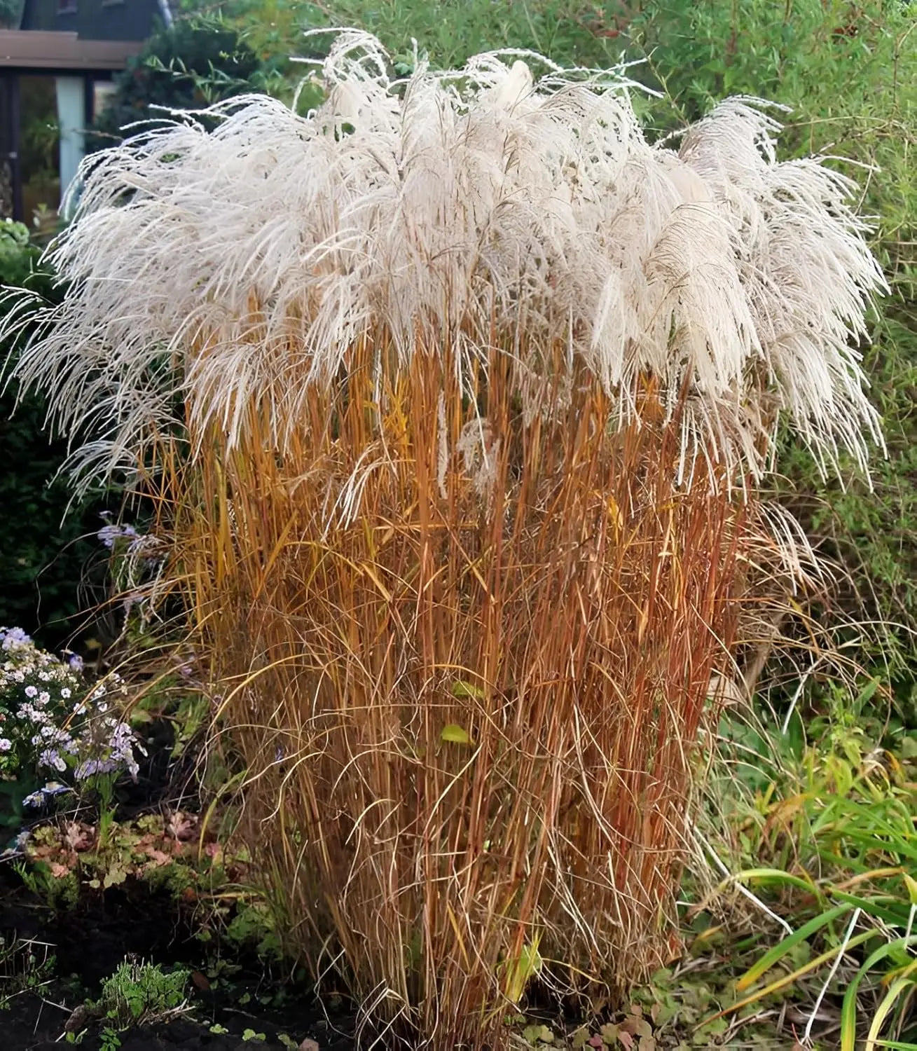 Deutsches Chinaschilf Miscanthus sinensis 'Champagner' als Ziergras, mit silbrigen, weichen Halmen, von Stauden Gänge.