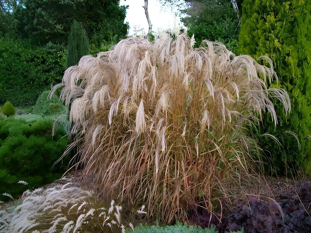 Ziergras Miscanthus sinensis 'Champagner' mit schmalen, silbrigen Blättern, Stauden Gänge, im Garten.