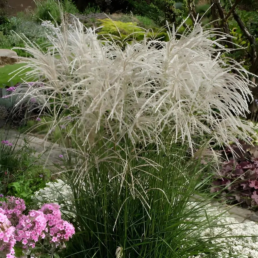 Ziergras Miscanthus sinensis 'Champagner' mit silbrig-weißen Blättern, Stauden Gänge, natürliche Gartenpflanze
