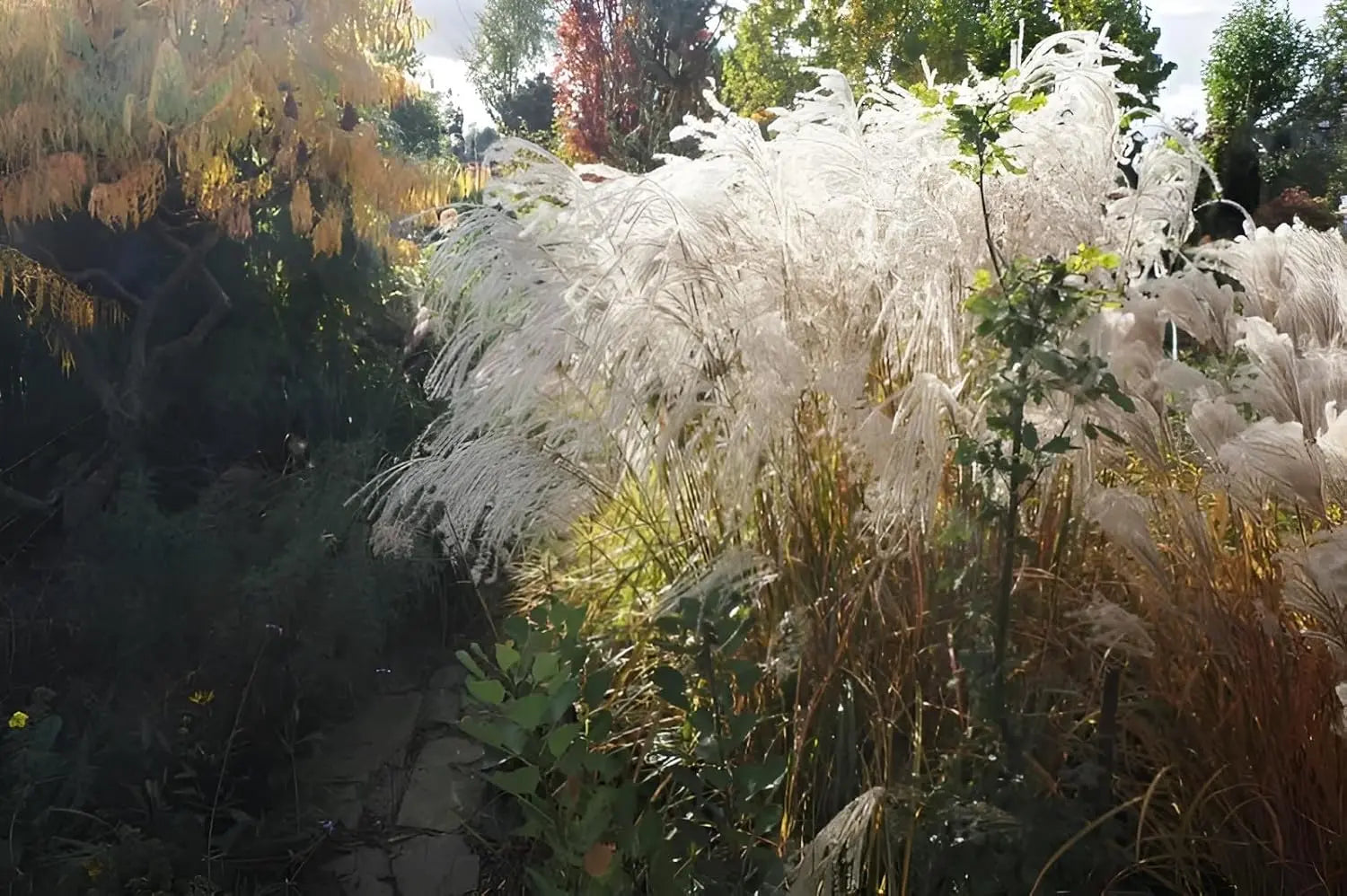Ziergras Miscanthus sinensis 'Champagner' mit silbrigen, weißen Wedeln, Stauden Gänge, dekoratives Chinaschilf, Herbstlaub
