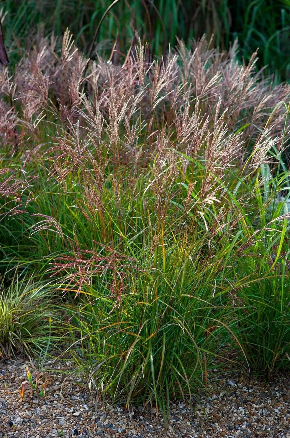 Ziergras Miscanthus sinensis 'China' von Stauden Gänge, mit langen, schmalen Blättern und aufrechtem Wuchs.