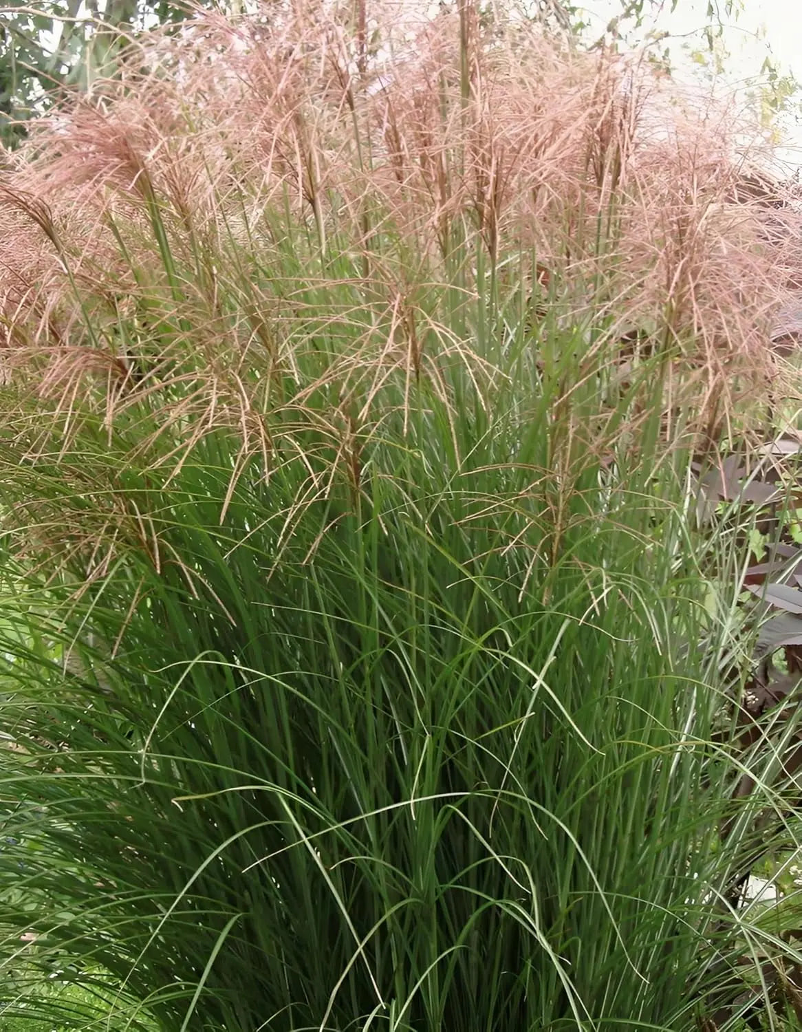 Ziergras Miscanthus sinensis 'China' von Stauden Gänge, grüner Chinaschilf mit langen, schmalen Blättern im Garten.