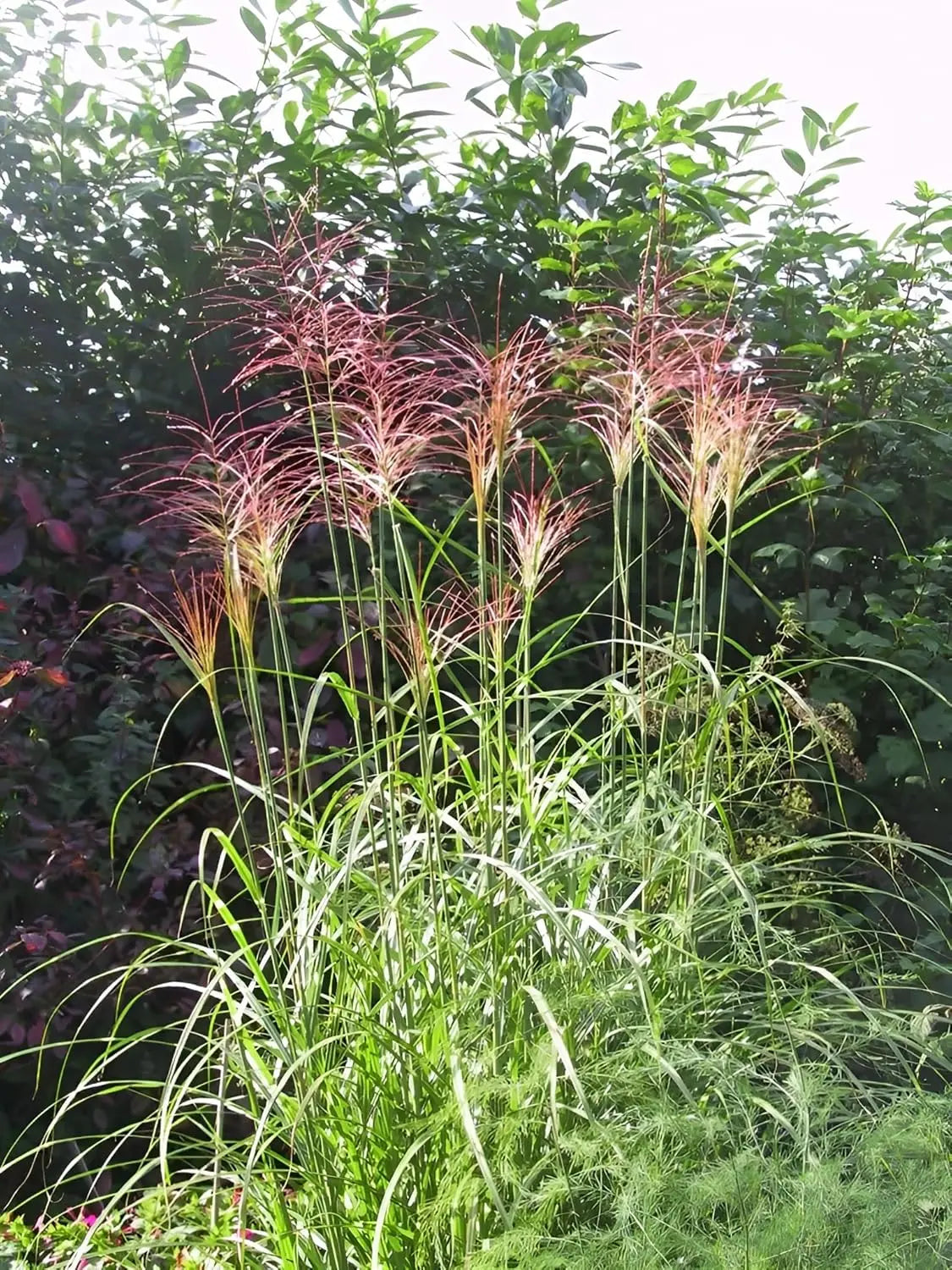 Ziergras Miscanthus sinensis 'China' von Stauden Gänge, mit hohen, schwingenden Halmen und silbrig-grünen Blättern.