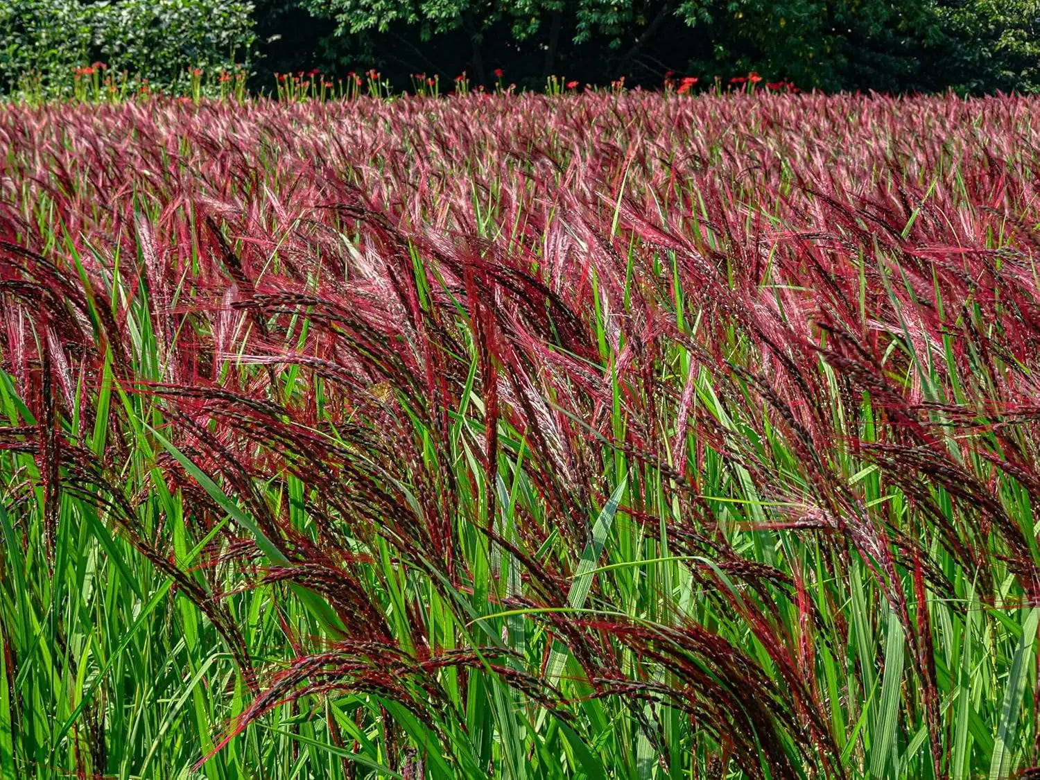 Ziergras Miscanthus sinensis 'China' von Stauden Gänge, aufrechtes Chinaschilf mit schmalen Blättern, winterhart und dekorativ.