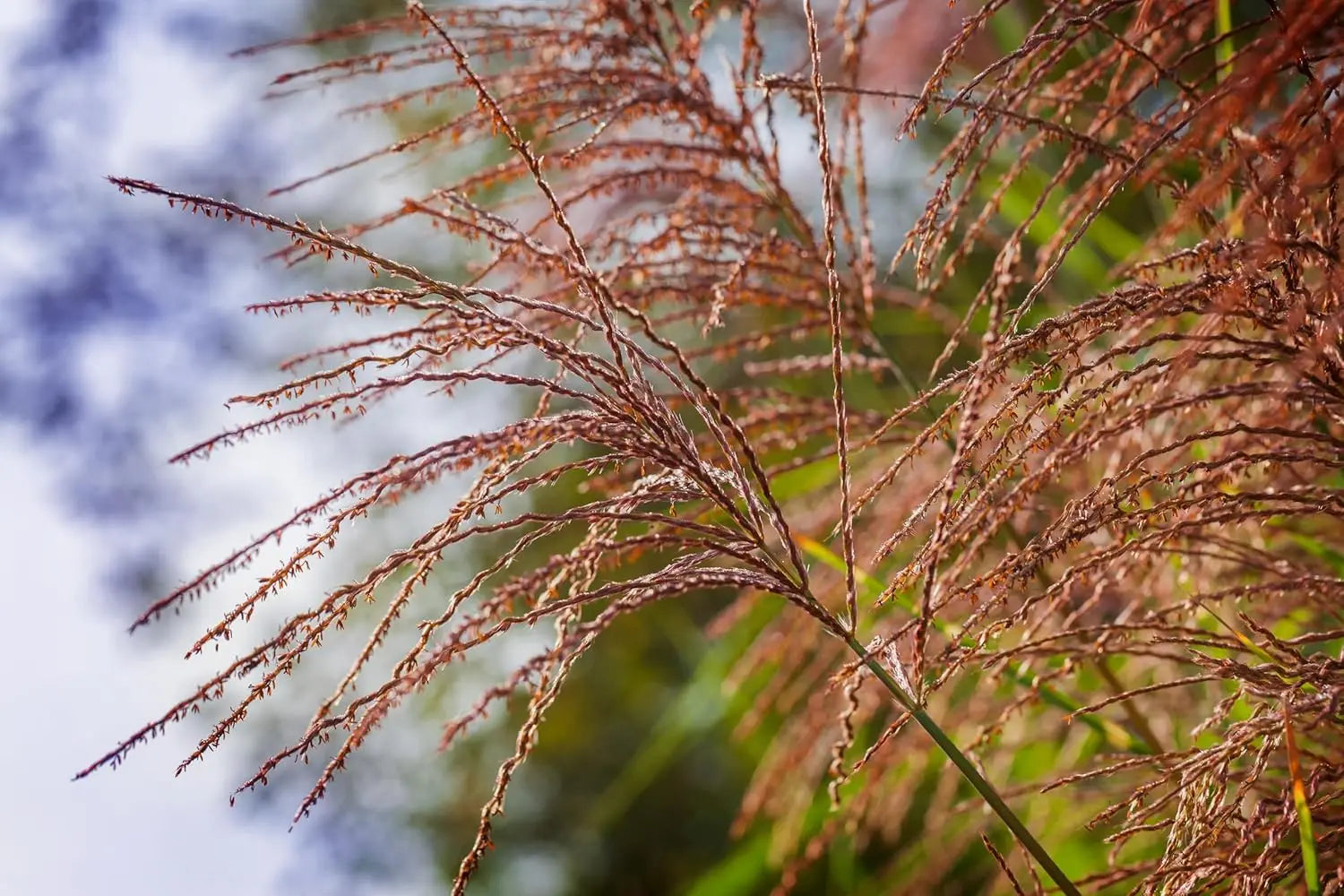 Ziergras Miscanthus sinensis 'China' von Stauden Gänge, mit hohen, schmalen Blättern und eleganter Silhouette.