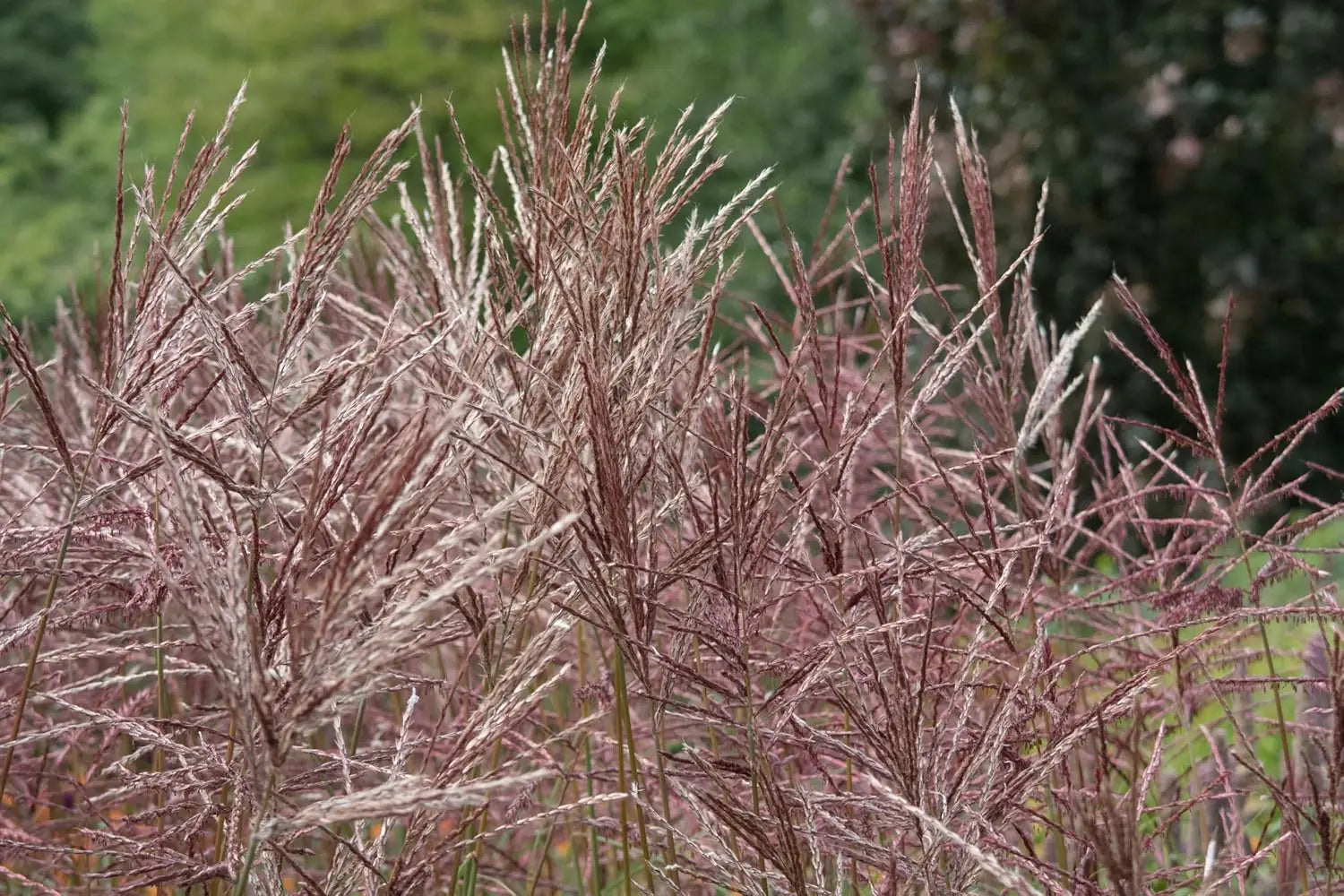 Ziergras Miscanthus sinensis 'China' von Stauden Gänge, mit schmalen, hohen Gräsern und feinen Blättern im Garten.