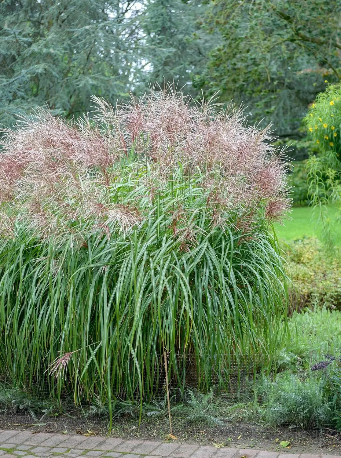 Ziergras Miscanthus sinensis 'China' von Stauden Gänge, mit langen, schmalen Blättern und goldbraunen Rispen im Herbst.