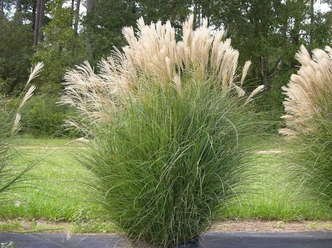 Ziergras Miscanthus sinensis, Chinaschilf, mit langen, schmalen Blättern, von Stauden Gänge, dekoratives Gartenpflanzenbild