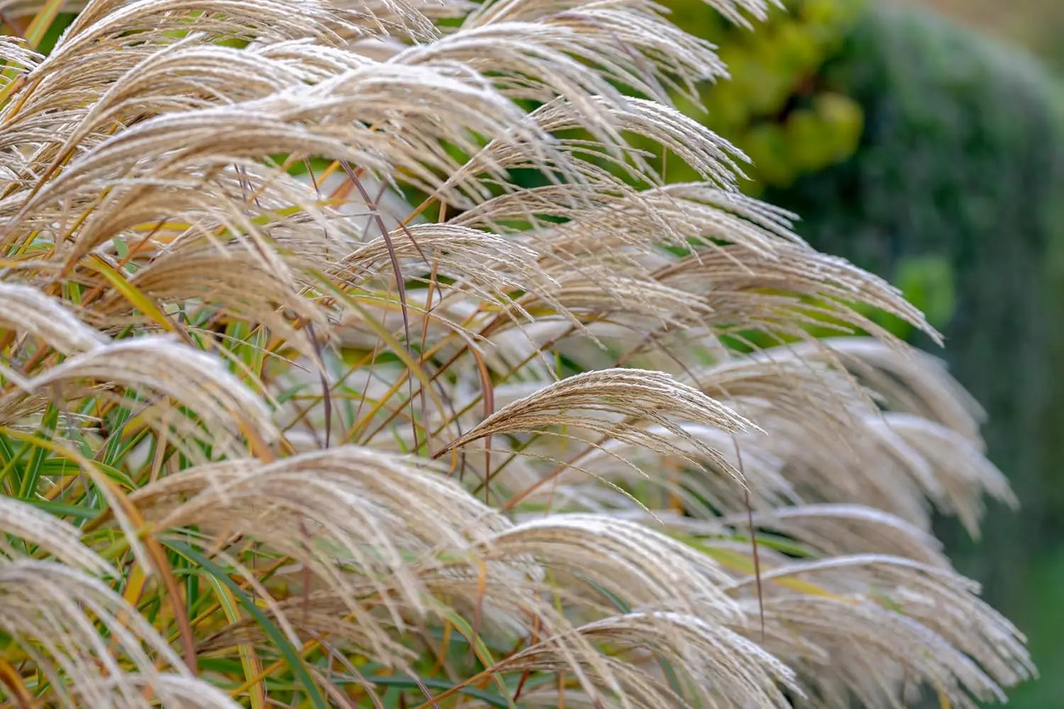 Ziergras Miscanthus sinensis von Stauden Gänge, dichter Chinaschilf mit feinen, hohen Halmen im Garten.