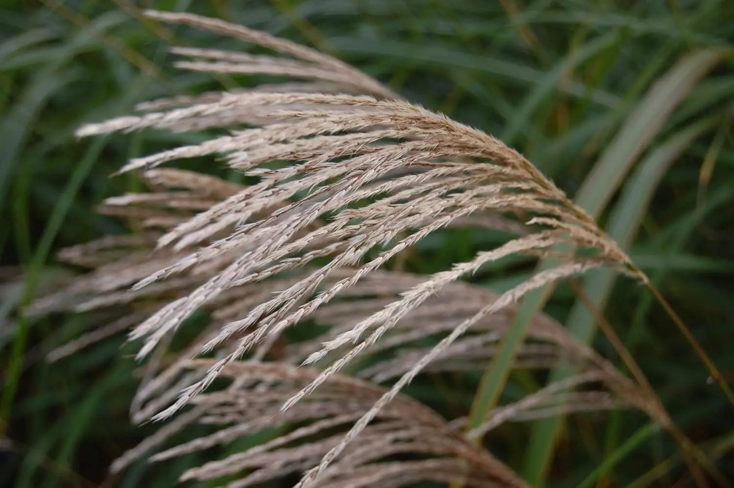 Ziergras Miscanthus sinensis / Chinaschilf von Stauden Gänge, mit hohen, schmalen Blättern und eleganten Blütenständen.