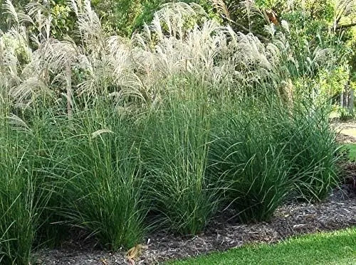 Ziergras Miscanthus sinensis, Chinaschilf, mit langen, schmalen Blättern und aufrechter Wuchs, von Stauden Gänge.