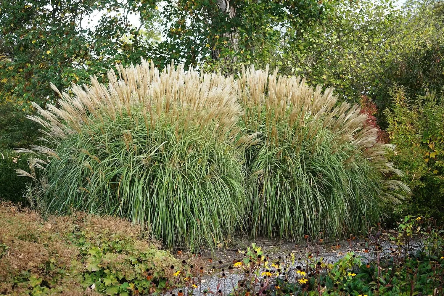 Ziergras Miscanthus sinensis / Chinaschilf im XXL Topf, Stauden Gänge, grüne und silbrige Blätter, große Pflanze