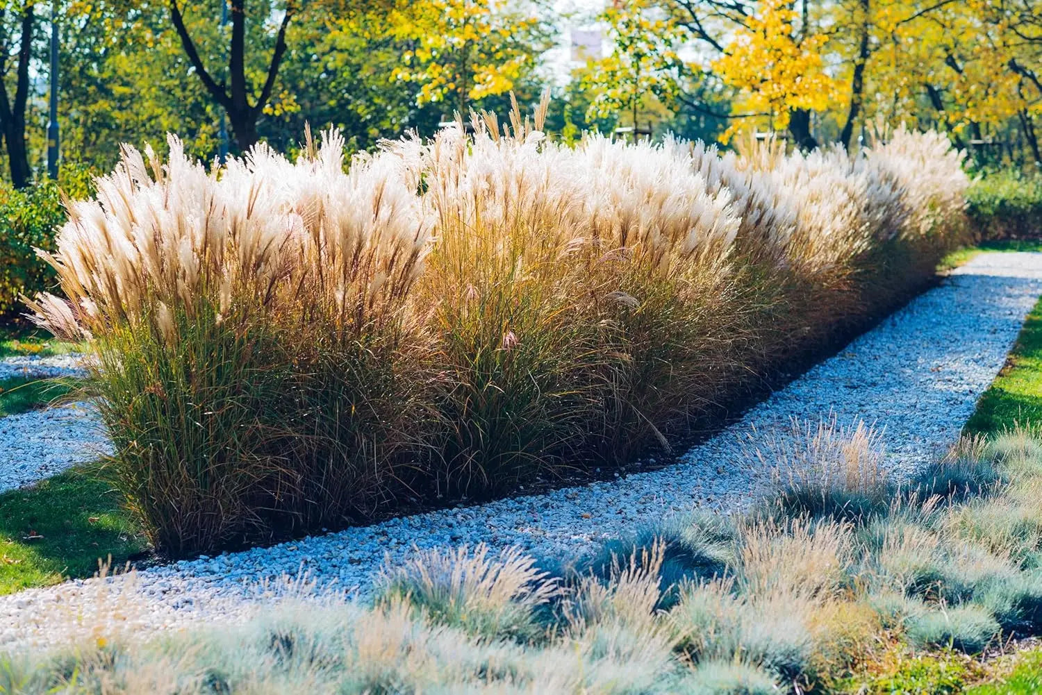 Ziergras Miscanthus sinensis im XXL-Topf, Chinaschilf, Stauden Gänge, grüne Halme, robuste Pflanze auf Bild.