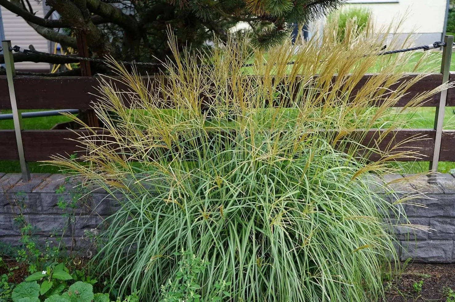 Ziergras Miscanthus sinensis 'Condensatus' von Stauden Gänge, mit schmalen, silbrigen Blättern und hoher Wuchsform.