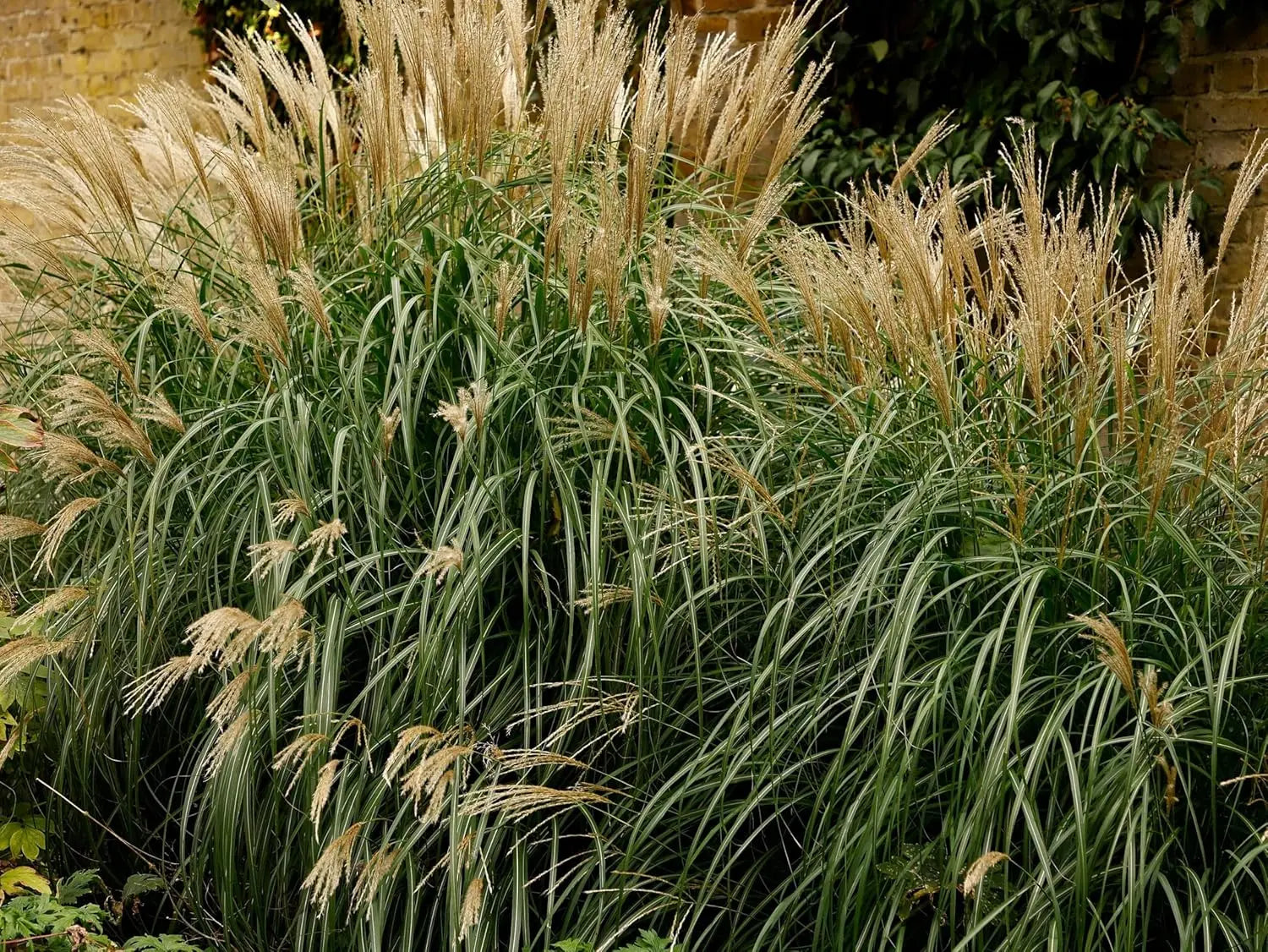 Ziergras Miscanthus sinensis 'Condensatus' von Stauden Gänge, mit schmalen, silbrigen Blättern im Gartenbild