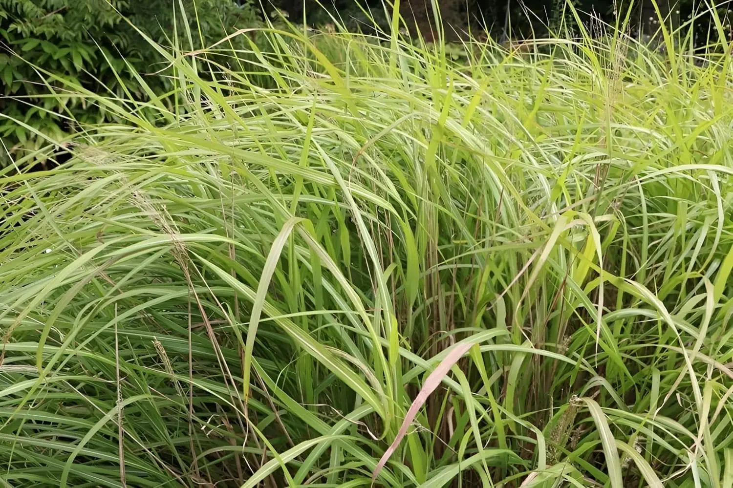 Ziergras Miscanthus sinensis 'Condensatus' von Stauden Gänge, großes Chinaschilf mit silbrig-grünen Blättern.