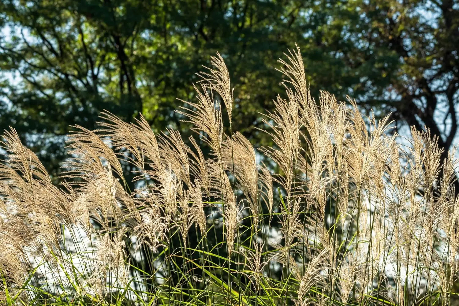 Ziergras Miscanthus sinensis 'Condensatus' von Stauden Gänge, detailreiche Ansicht des Chinaschilfs mit langen, schmalen Blättern