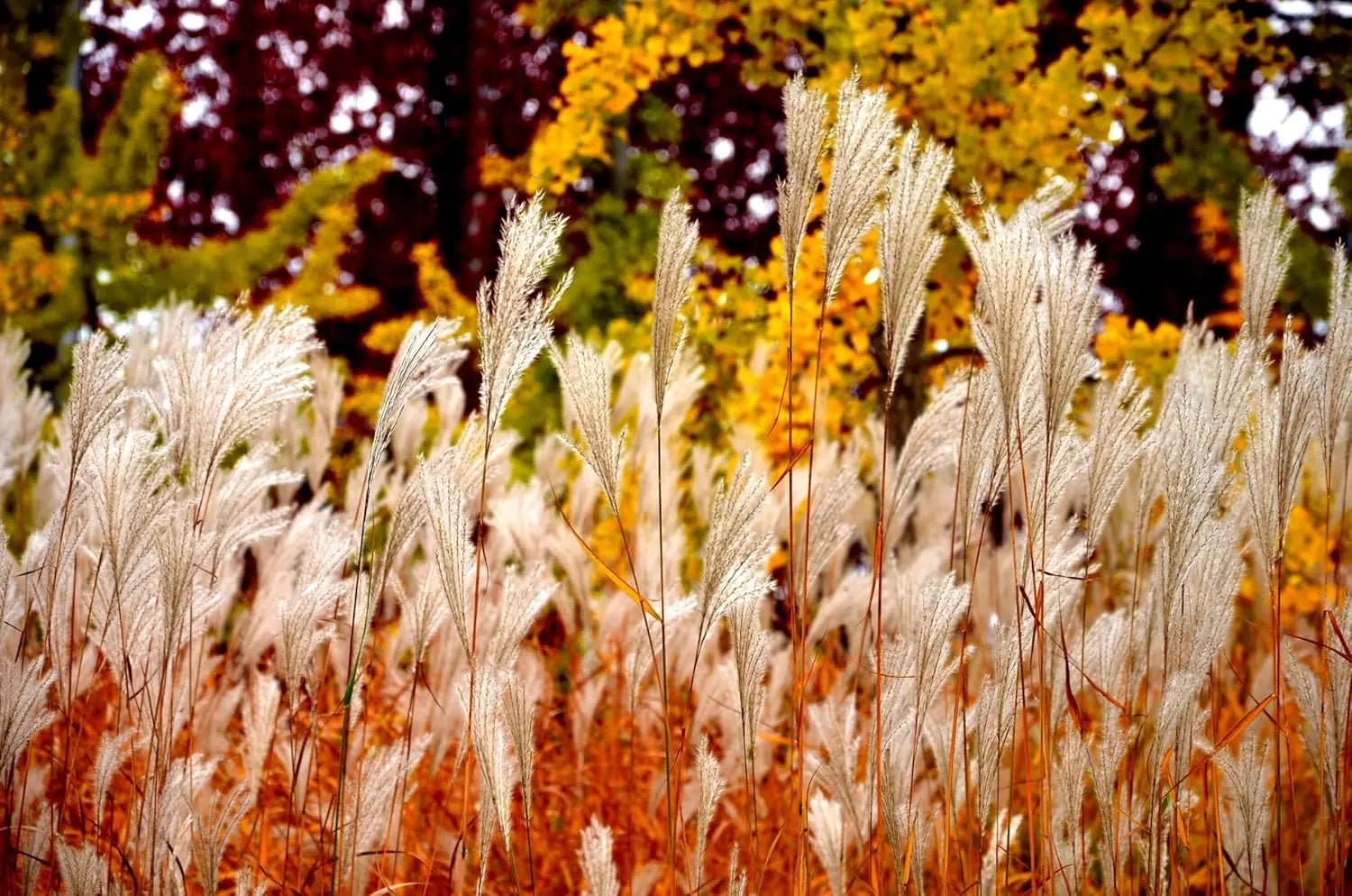 Ziergras Miscanthus sinensis 'Condensatus' von Stauden Gänge, mit langen schmalen Blättern und üppigem Blütenrispen.
