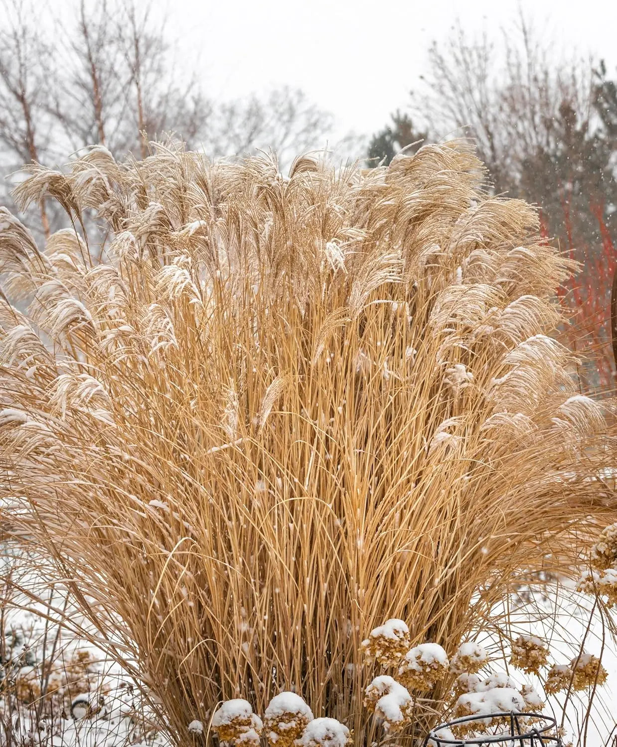 Ziergras Miscanthus sinensis 'Condensatus' von Stauden Gänge, mit langen, schmalen Blättern und goldenen Staubfäden.