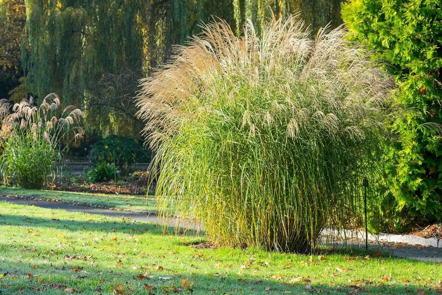 Ziergras Miscanthus sinensis 'Federweißer' mit silbrigen, schmalen Blättern, Stauden Gänge, im Gartenbereich.