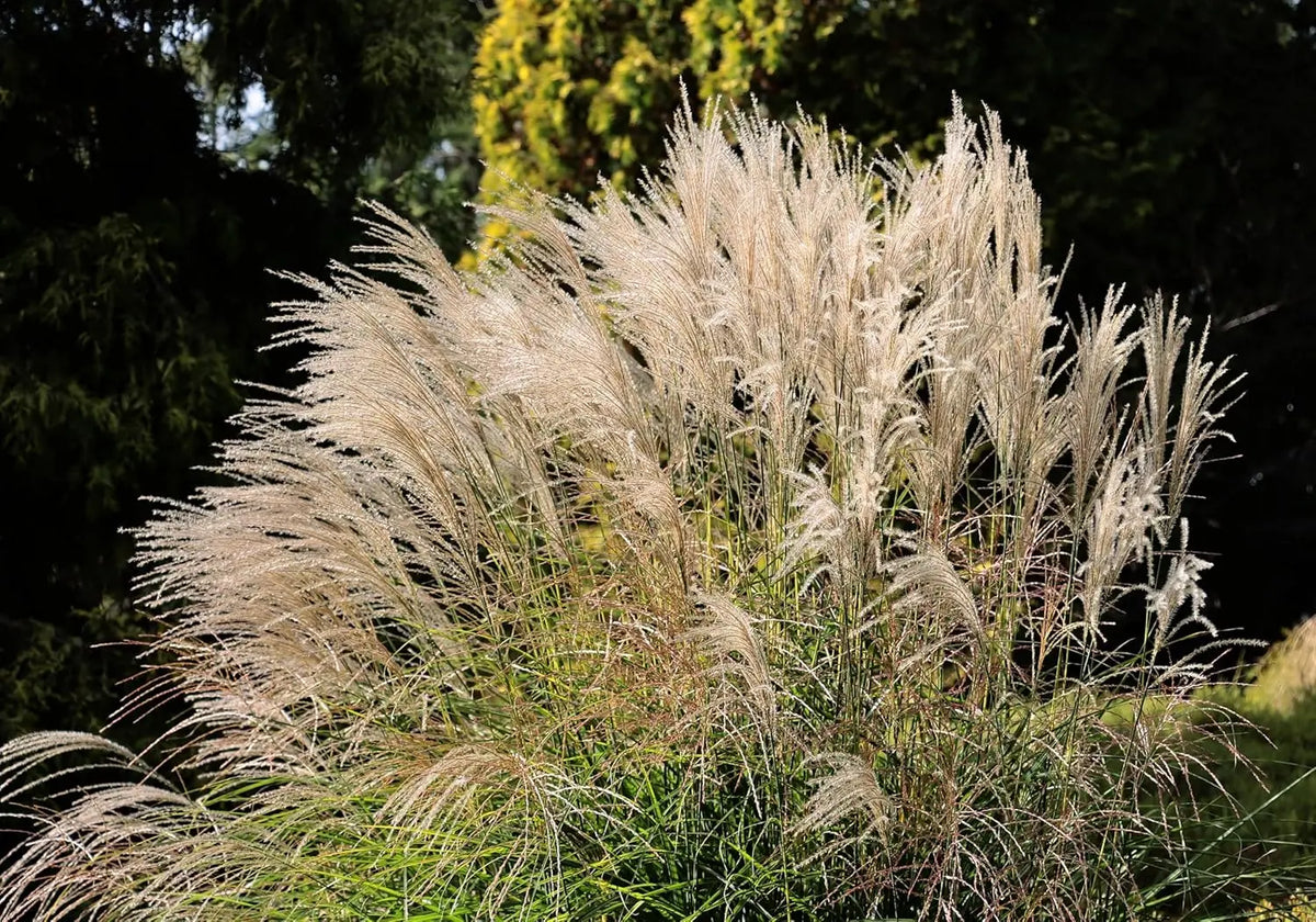 Ziergras Miscanthus sinensis 'Federweißer' mit silbrig-weißen Blättern, Stauden Gänge, für Garten und Landschaft.