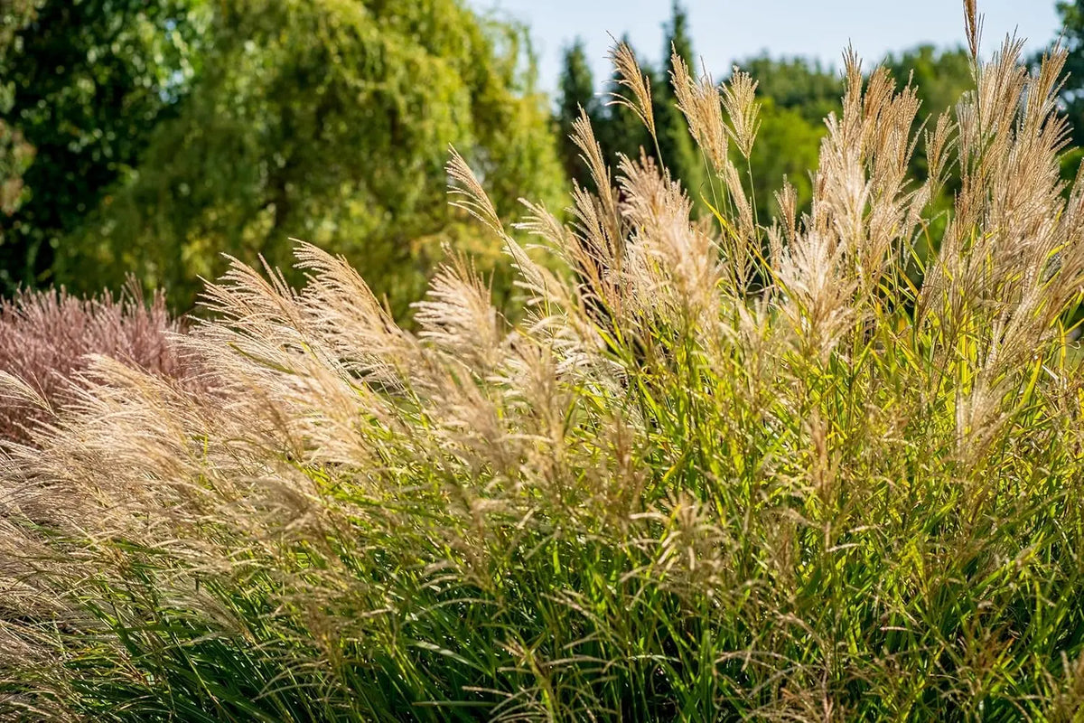 Ziergras Miscanthus sinensis 'Federweißer' mit silbrigen Blättern, Stauden Gänge, winterharte Pflanze, dekoratives Chinaschilf
