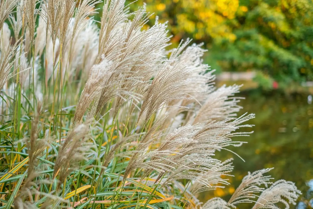 Ziergras Miscanthus sinensis 'Federweißer' mit silbrigen, langen Halmen, Stauden Gänge, dekoratives Chinaschilf in natürlicher Umgebung