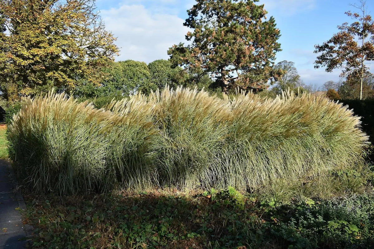 Ziergras Miscanthus sinensis 'Federweißer' mit silbrigen Blättern, Stauden Gänge, dekoratives Chinaschilf im Garten
