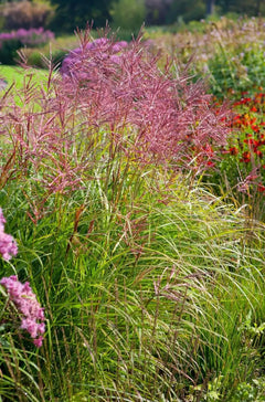 Rotes Chinaschilf Miscanthus sinensis 'Ferner Osten', Ziergras mit rotem Laub, wächst im Garten, von Stauden Gänge.