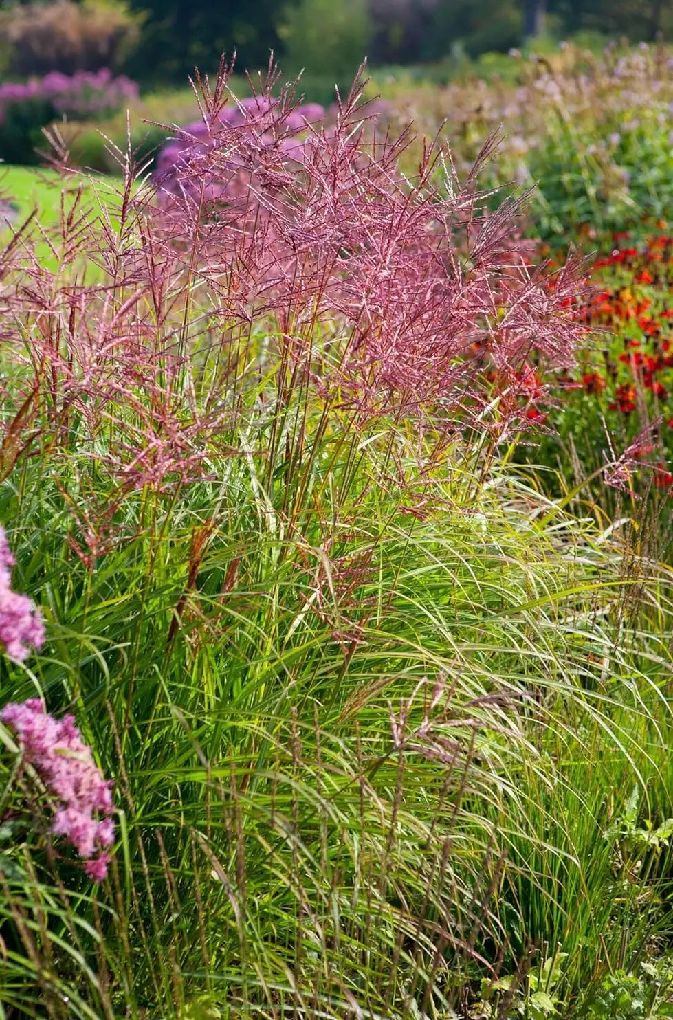 Rotes Chinaschilf Miscanthus sinensis 'Ferner Osten', Ziergras mit rotem Laub, wächst im Garten, von Stauden Gänge.