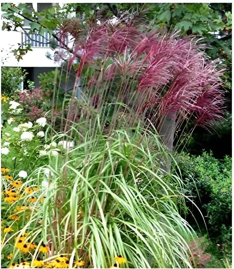 Rotes Chinaschilf Miscanthus sinensis 'Ferner Osten', Ziergras mit rotem Laub, von Stauden Gänge, im Garten.