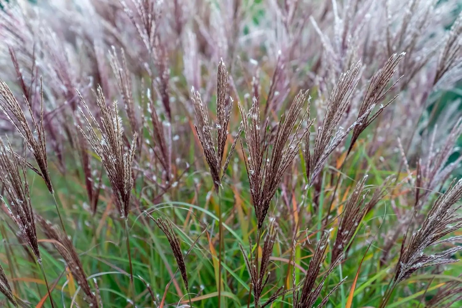 Rotes Chinaschilf Miscanthus sinensis 'Ferner Osten', Ziergras mit roten Blättern, Stauden Gänge, dekoratives Gartenpflanzenbild