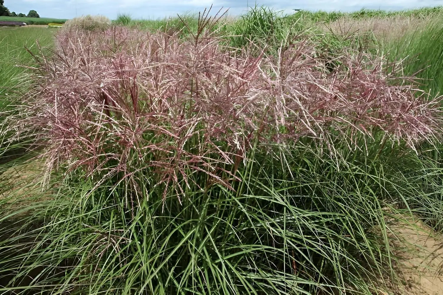 Ziergras Miscanthus sinensis 'Ferner Osten' mit roten Blättern, Stauden Gänge, sommerliches Erscheinungsbild