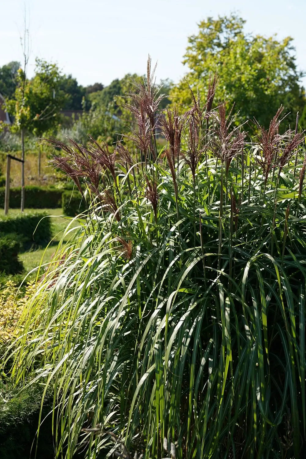 Ziergras Miscanthus sinensis 'Ferner Osten' mit rotem, schilfartigem Laub, Stauden Gänge, im Garten.