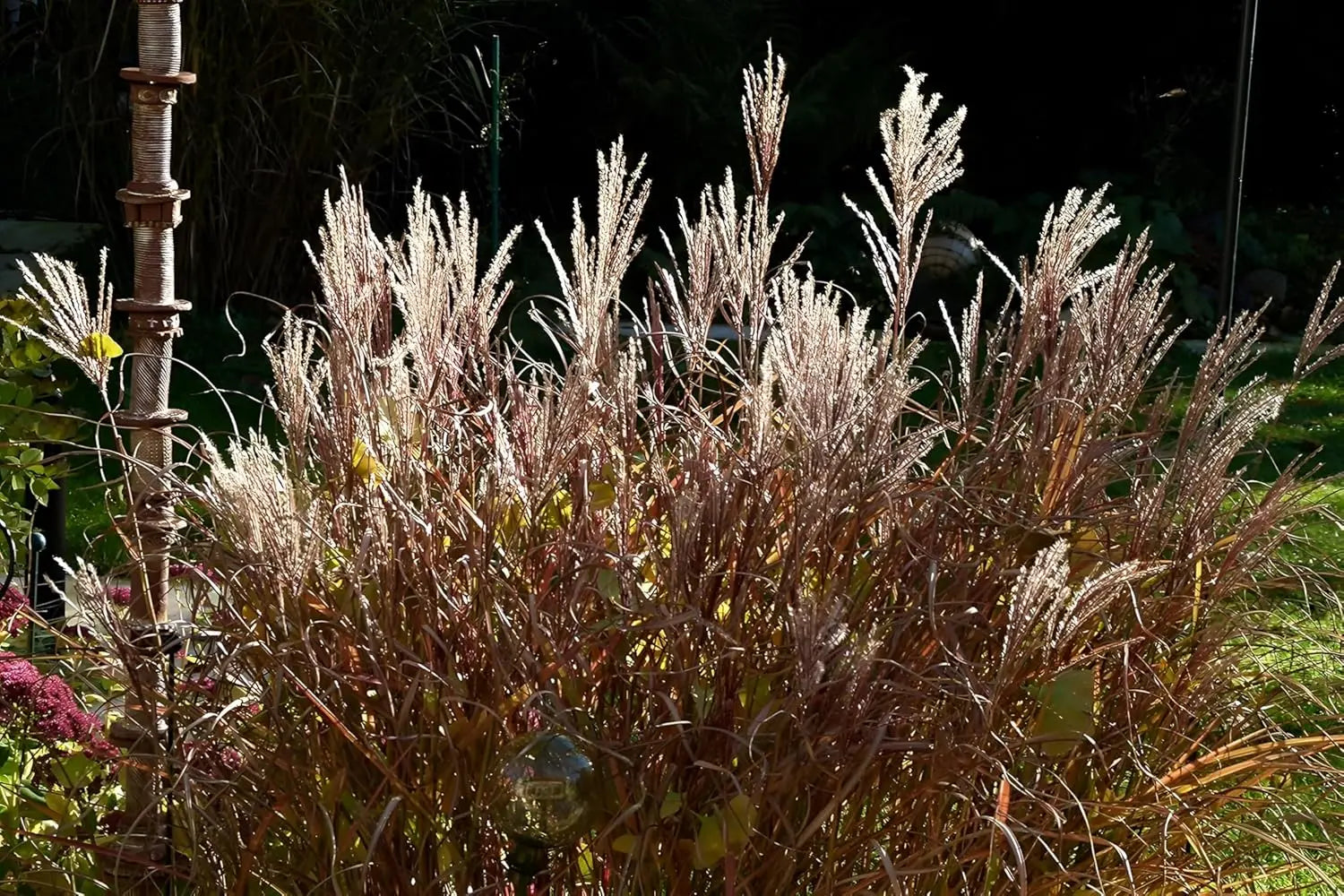 Rotes Chinaschilf Miscanthus sinensis 'Ferner Osten' als Ziergras, mit rotem Laub und hohen Halmen, von Stauden Gänge.