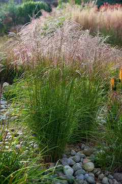 Ziergras Miscanthus sinensis 'Flamingo' von Stauden Gänge, mit pinkfarbenen, schmalen Blättern und hohen Gräsern