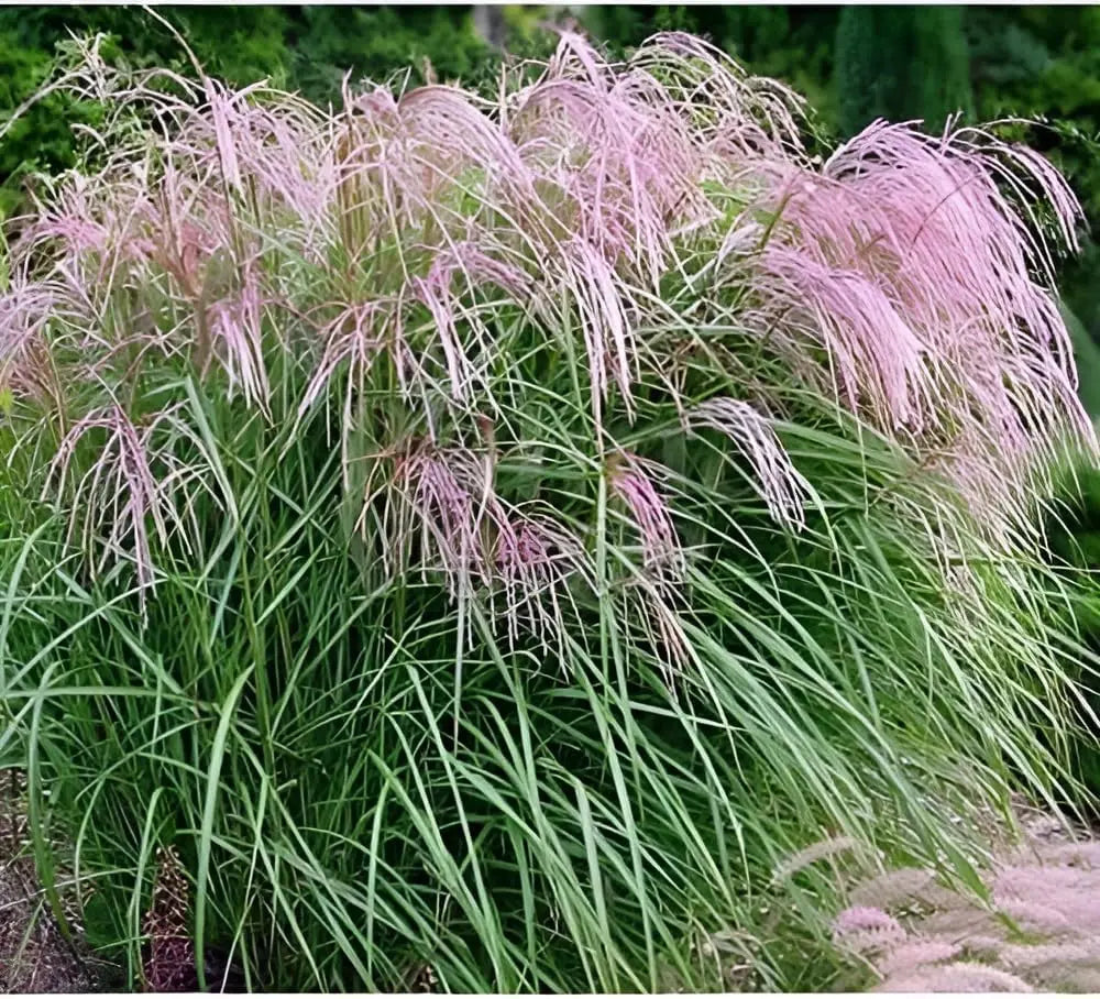 Buntes Chinaschilf Miscanthus sinensis 'Flamingo' als Ziergras, mit rosa-rot gefärbten Blättern, von Stauden Gänge.