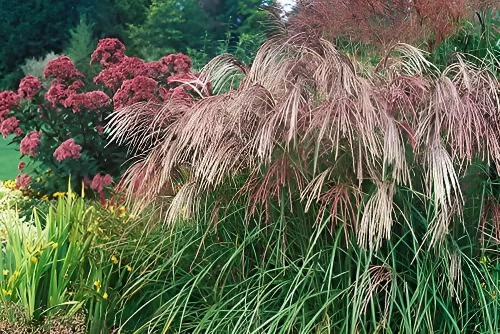 Ziergras Miscanthus sinensis 'Flamingo' von Stauden Gänge, mit rosa-gefärbten Blättern und hohem, schilfartigem Wuchs.