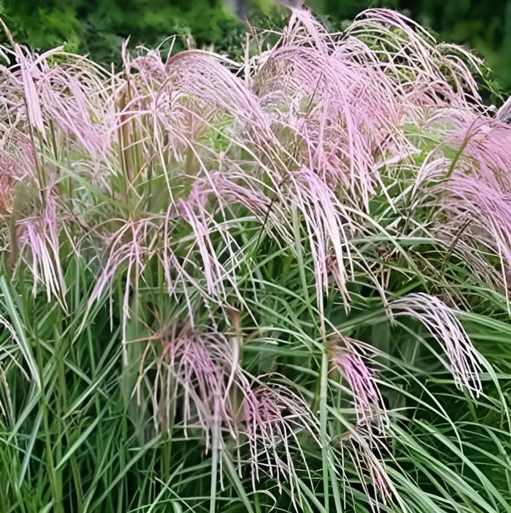 Ziergras Miscanthus sinensis 'Flamingo' von Stauden Gänge, hellrosa gefärbte, hohe Gräser mit schmalen Blättern, im Garten.