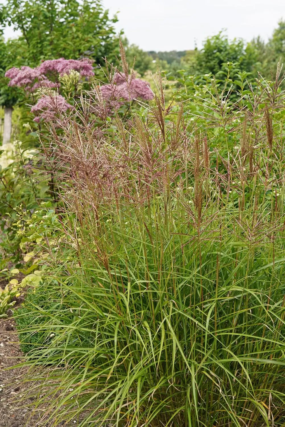 Ziergras Miscanthus sinensis 'Flamingo' von Stauden Gänge, mit rosafarbenen Silbrifasern und langen, schmalen Blättern.